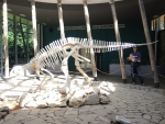 Сатаплийский заповедник. Настоящий скелет динозавра
