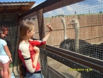 Иринка дразнит страусов