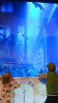 Dubai Aquarium and Underwater Zoo