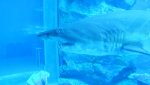 Dubai Aquarium and Underwater Zoo