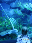 Dubai Aquarium and Underwater Zoo