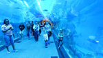 Dubai Aquarium and Underwater Zoo