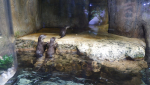 Dubai Aquarium and Underwater Zoo