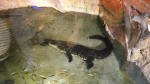 Dubai Aquarium and Underwater Zoo
