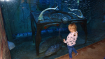 The Lost Chambers Aquarium