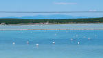 Фламинго